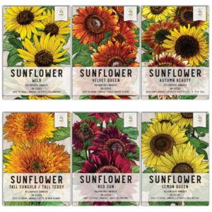 seed needs, crazy sunflower seed packet variety collection (6 individual varieties for planting) red sun, velvet queen, lemon queen & more
