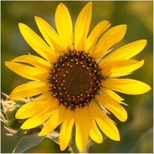 Seed Needs, Crazy Sunflower Seed Packet Variety Collection (6 Individual Varieties for Planting) Red Sun, Velvet Queen, Lemon Queen & More