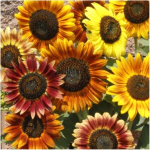 Seed Needs, Crazy Sunflower Seed Packet Variety Collection (6 Individual Varieties for Planting) Red Sun, Velvet Queen, Lemon Queen & More