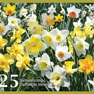 Mixed Daffodils (25 Bulbs) - Assorted Colors Daffodil Narcissus Bulbs by Willard & May