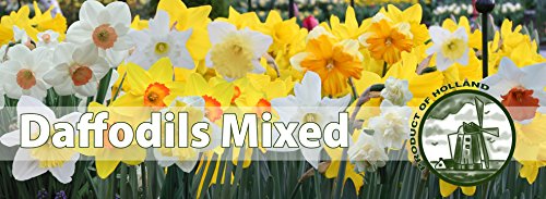 Mixed Daffodils (25 Bulbs) - Assorted Colors Daffodil Narcissus Bulbs by Willard & May