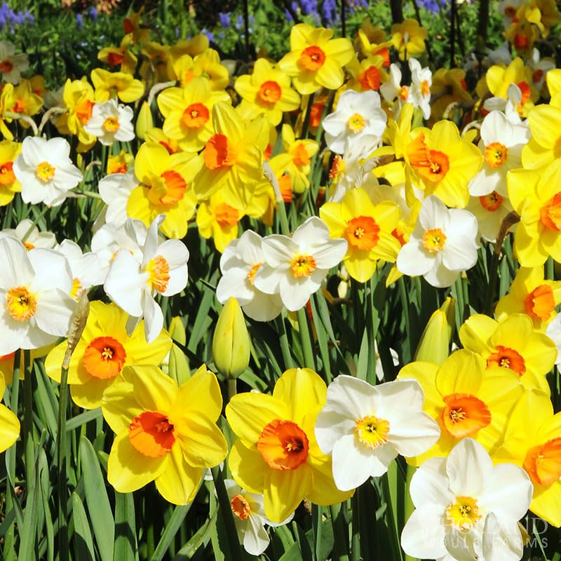 Mixed Daffodils (25 Bulbs) - Assorted Colors Daffodil Narcissus Bulbs by Willard & May