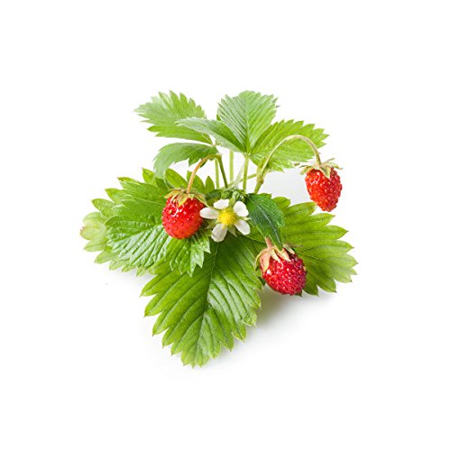 Click and Grow SGR24x3 Smart Garden Wild Strawberry Plant Pods, 3-Pack
