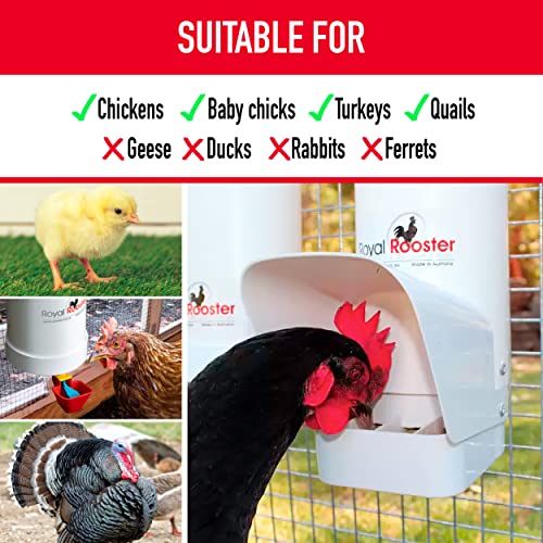 Royal Rooster Chicken Feeder and Chicken Waterer Set - 7 lb Poultry Chicken Feeder with Rain Cover and 1 Gallon Waterer System - Chicken Coop Accessories: Valve-Cup Waterer and Gravity-Feed Feeder Set