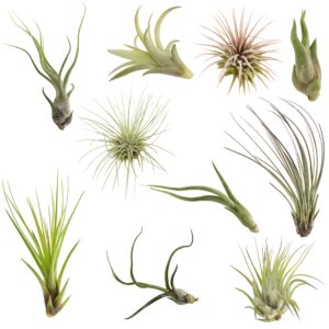 air plants tillandsia assortment 10 pack easy houseplants for beginners small to medium 1.5"-6"+