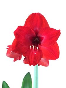 5 red lion amaryllis bulbs. special holiday bulk pricing! wonderful to gift as-is to your friends, or jazz these bulbs up yourself with clever packaging to put your own style into your gift!