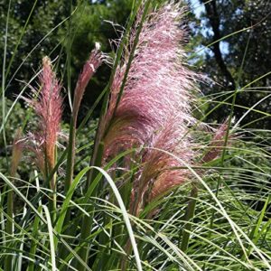 Heirloom 50+ Ornamental Perennial Grass Seed - Pampas Grass - "Pink" Tall Feathery Blooms