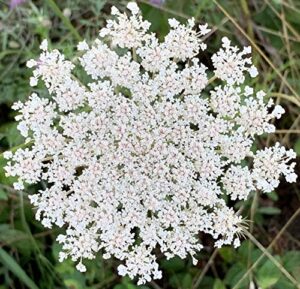 queen anne's lace- 200 seeds - 50 % off sale