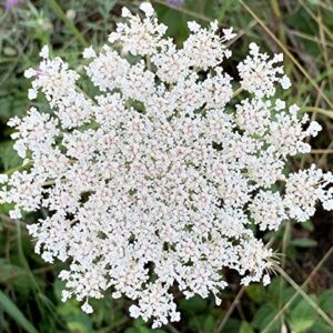 Queen Anne's Lace- 200 Seeds - 50 % off sale