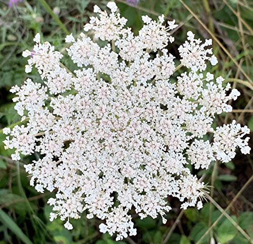 Queen Anne's Lace- 200 Seeds - 50 % off sale