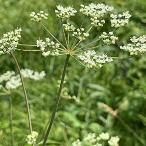 Queen Anne's Lace- 200 Seeds - 50 % off sale