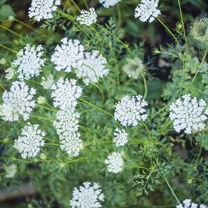 Queen Anne's Lace- 200 Seeds - 50 % off sale