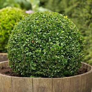 heirloom boxwood, buxus sempervirens, 30 seeds, (hardy evergreen, topiary, hedge, bonsai)