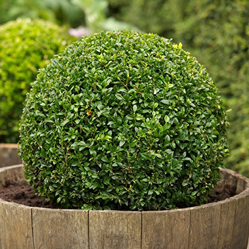 Heirloom Boxwood, Buxus Sempervirens, 30 Seeds, (Hardy Evergreen, Topiary, Hedge, Bonsai)