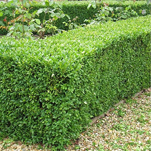 Heirloom Boxwood, Buxus Sempervirens, 30 Seeds, (Hardy Evergreen, Topiary, Hedge, Bonsai)