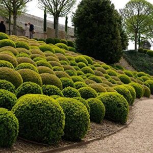 Heirloom Boxwood, Buxus Sempervirens, 30 Seeds, (Hardy Evergreen, Topiary, Hedge, Bonsai)