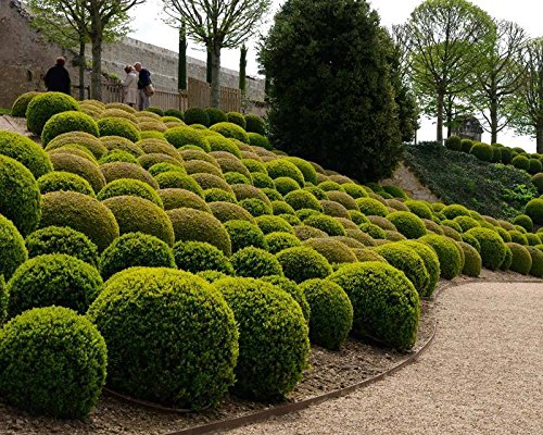 Heirloom Boxwood, Buxus Sempervirens, 30 Seeds, (Hardy Evergreen, Topiary, Hedge, Bonsai)