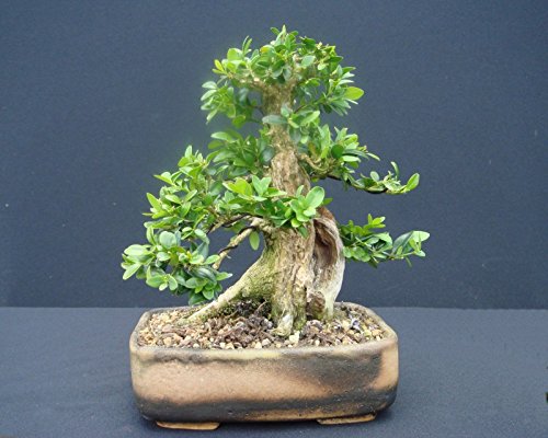 Heirloom Boxwood, Buxus Sempervirens, 30 Seeds, (Hardy Evergreen, Topiary, Hedge, Bonsai)