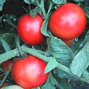 Early Girl Tomato - One of The Earliest Tomatoes(25 - Seeds)