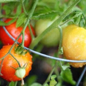 Early Girl Tomato - One of The Earliest Tomatoes(25 - Seeds)