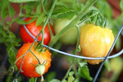 Early Girl Tomato - One of The Earliest Tomatoes(25 - Seeds)