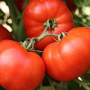 Early Girl Tomato - One of The Earliest Tomatoes(25 - Seeds)