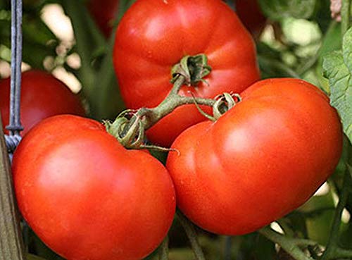 Early Girl Tomato - One of The Earliest Tomatoes(25 - Seeds)