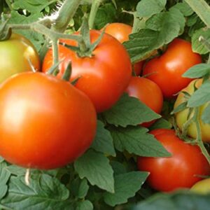 Early Girl Tomato - One of The Earliest Tomatoes(25 - Seeds)