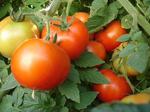 Early Girl Tomato - One of The Earliest Tomatoes(25 - Seeds)