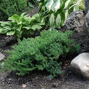 dwarf japanese garden juniper- juniperus procumbens ‘nana’ - 4" potted - healthy evergreen plant - plant great for bonsai - each 1 by growers solution