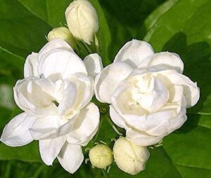 jasmine plant 25 seeds indoor/outdoor herbal plant with tiny white flowers (seeds only)