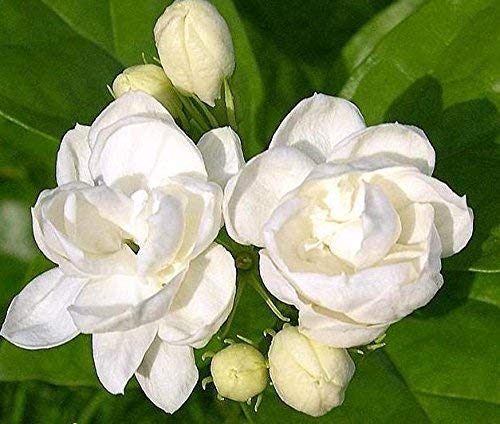 Jasmine Plant 25 Seeds Indoor/Outdoor Herbal Plant With Tiny White Flowers (SEEDS ONLY)