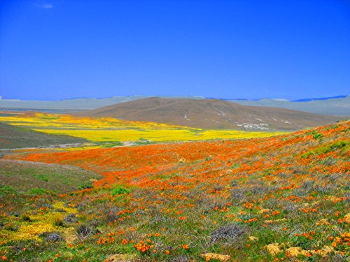 California Poppy | Flower Seed Grow Kit | The Jonsteen Company