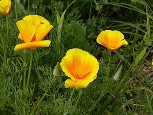 California Poppy | Flower Seed Grow Kit | The Jonsteen Company