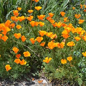 California Poppy | Flower Seed Grow Kit | The Jonsteen Company