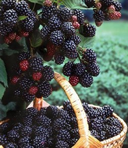 1 black hawk - black raspberry plant - all natural grown - ready for fall planting