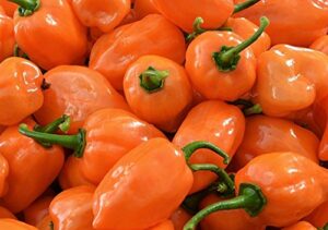 orange habanero hot pepper seeds- 50+ seeds