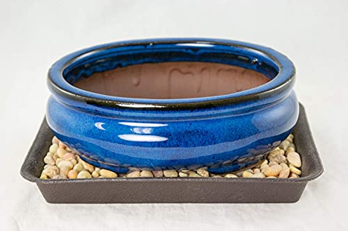 6" Oval Dark Blue Mame Shohin Bonsai/Succulent Pot + Tray + Rock + Mesh Combo