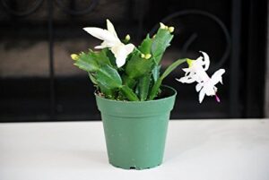 9greenbox - white christmas cactus plant - zygocactus - 4" pot