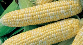 bulk organic sweet corn seeds (1 lb) 3,000 seeds