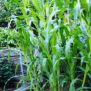 Bulk Organic Sweet Corn Seeds (1 LB) 3,000 Seeds