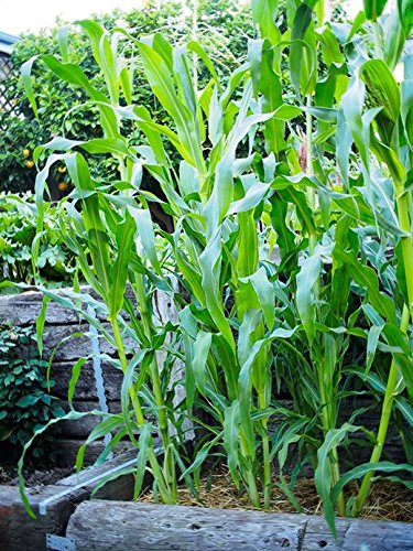 Bulk Organic Sweet Corn Seeds (1 LB) 3,000 Seeds