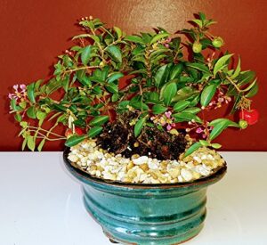 bonsai boy flowering dwarf weeping barbados cherry bonsai tree - medium malpighia pendiculata