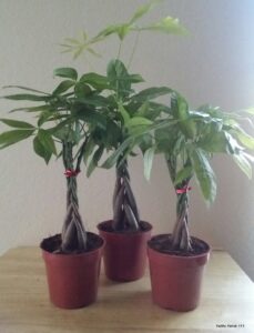 m&m bonsai braided money tree in training pot by m&m bonsai