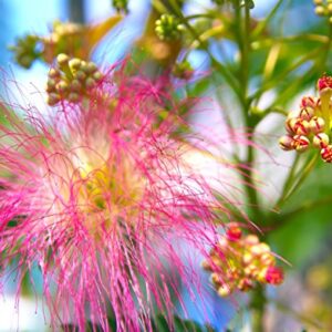 Earthcare Seeds Albizia julibrissin Rosea Pink Persian Silk Tree 30 Seeds (Albizia julibrissin f. rosea)