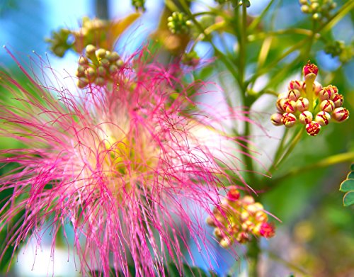 Earthcare Seeds Albizia julibrissin Rosea Pink Persian Silk Tree 30 Seeds (Albizia julibrissin f. rosea)