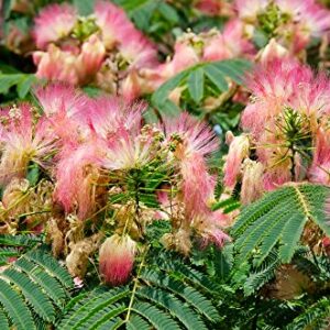 Earthcare Seeds Albizia julibrissin Rosea Pink Persian Silk Tree 30 Seeds (Albizia julibrissin f. rosea)