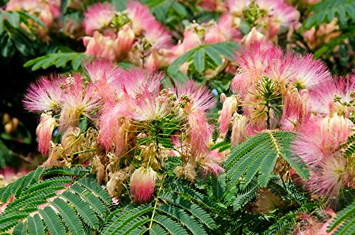 Earthcare Seeds Albizia julibrissin Rosea Pink Persian Silk Tree 30 Seeds (Albizia julibrissin f. rosea)