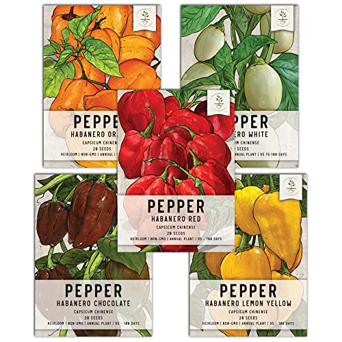 Seed Needs, Habanero Pepper Seed Packet Collection (5 Individual Seed Varieties for Planting) Heirloom, Non-GMO & Untreated - 300,000+ Scoville Units