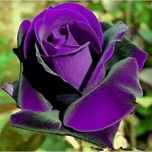 Bonsai roses. 200PC Germany rare purple dragon rose seeds. Flowering plants